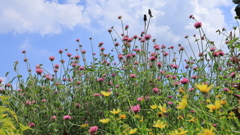 青空と千日紅