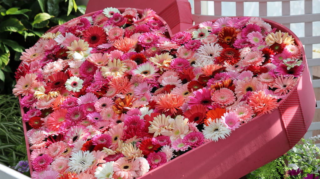 サイネリアのハート