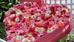 サイネリアのハート