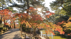紅葉まつり