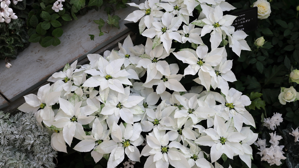 白いポインセチア