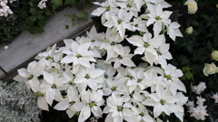 白いポインセチア