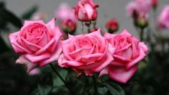 まさに薔薇