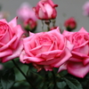 まさに薔薇