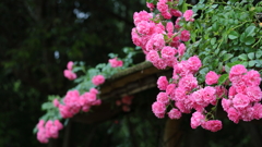 ミニ薔薇が微笑んで