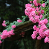 ミニ薔薇が微笑んで