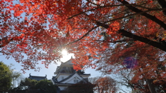 岡崎城と紅葉