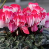 シクラメン