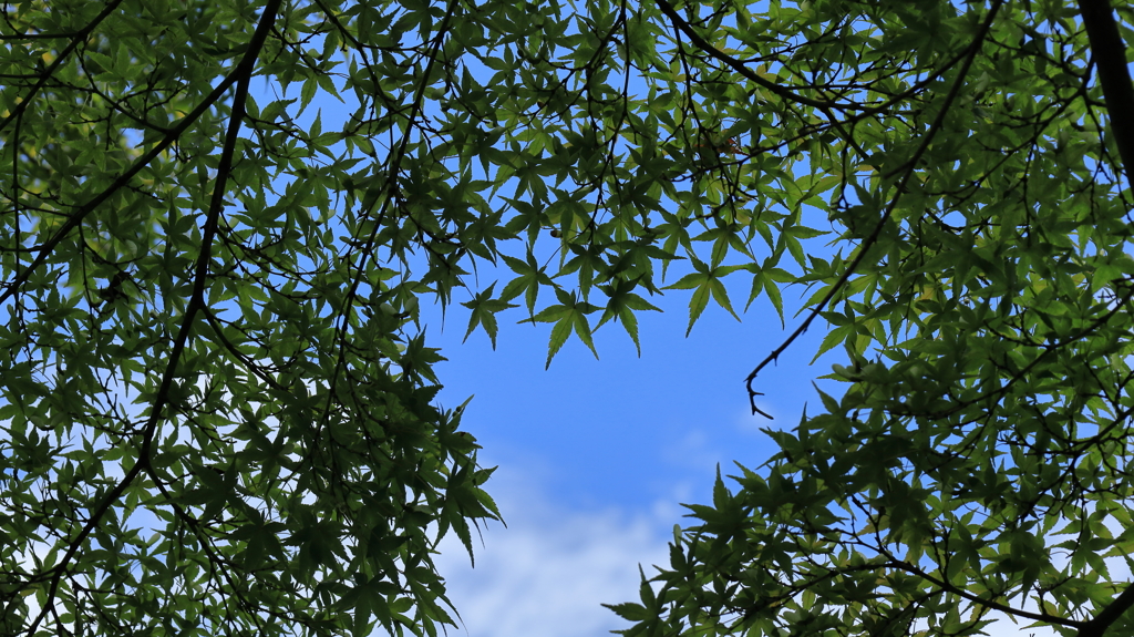 緑のもみじ
