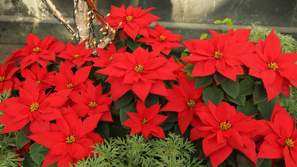 ポインセチア