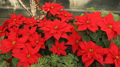 ポインセチア