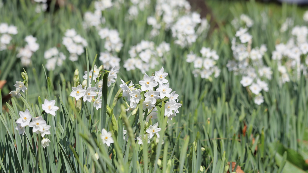 もう咲いていた