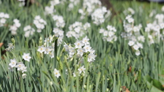 もう咲いていた