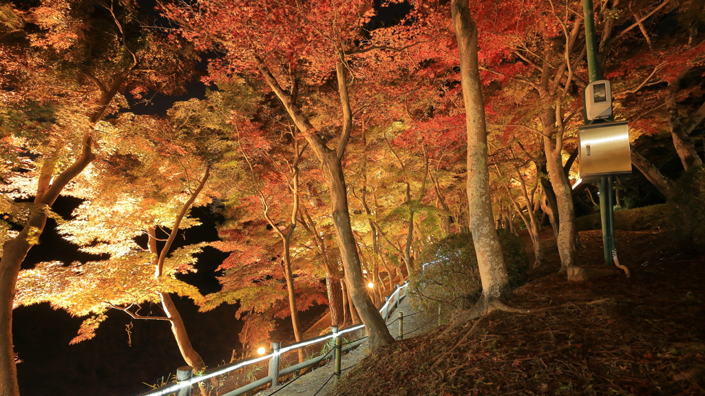 紅葉ライトアップ