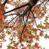 見上げた秋