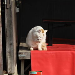 毛づくろいにゃんこ