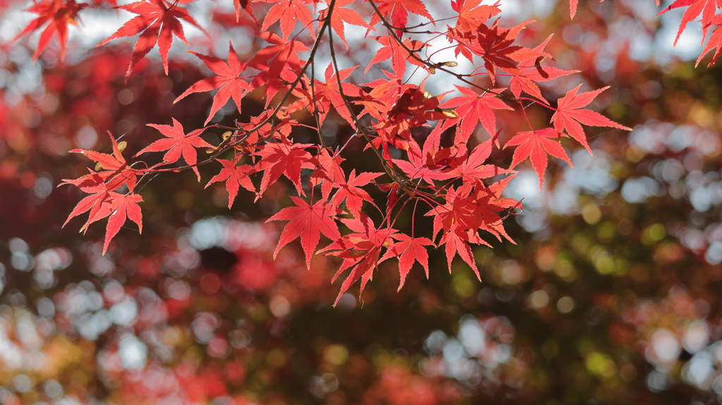 キラキラもみじ
