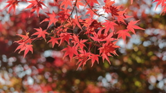 キラキラもみじ