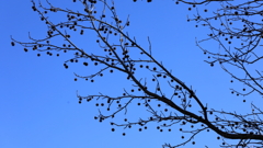 まっくろくろすけ？