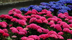 ビビット紫陽花
