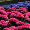 ビビット紫陽花