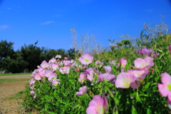 青空と月見草