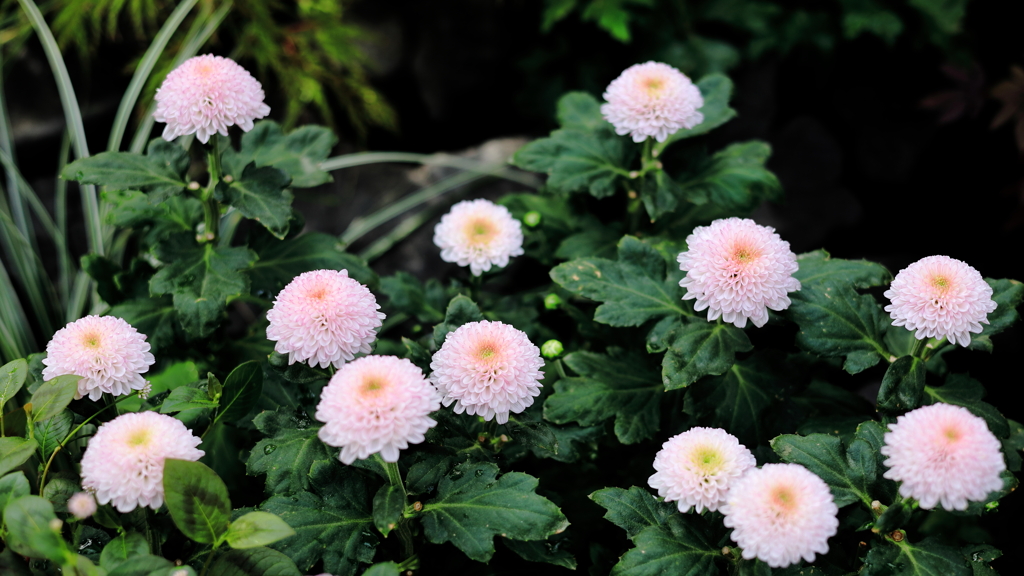 ピンクの菊