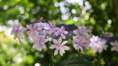 キラキラ紫陽花