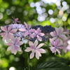 キラキラ紫陽花