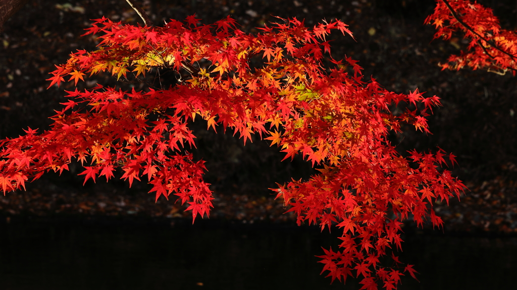 暗い場所で輝く