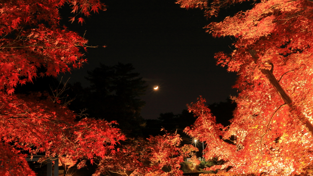 紅葉ライトアップと月