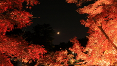 紅葉ライトアップと月