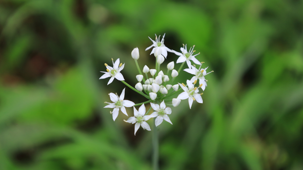 ニラの花