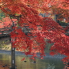 しだれもみじ