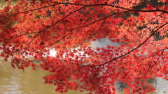 オレンジ色や赤色