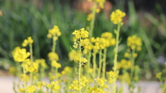 菜の花