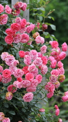 綺麗な薔薇も常に変化し同じ状態を保つことができない