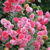 綺麗な薔薇も常に変化し同じ状態を保つことができない