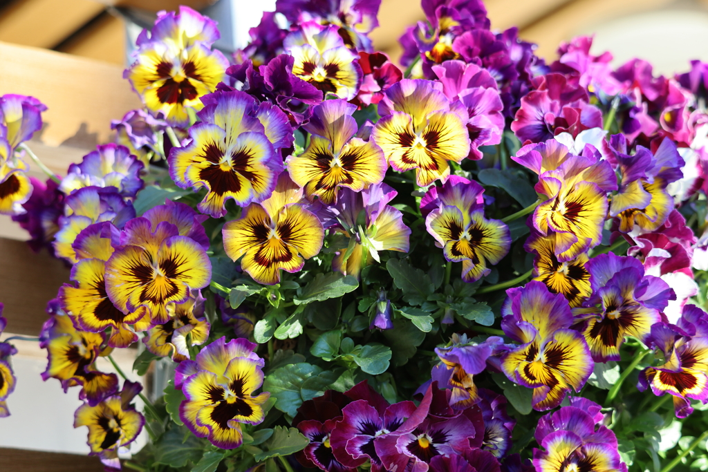 にぎやかなビオラ