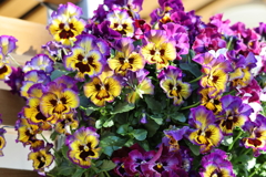 にぎやかなビオラ