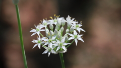 ニラの花