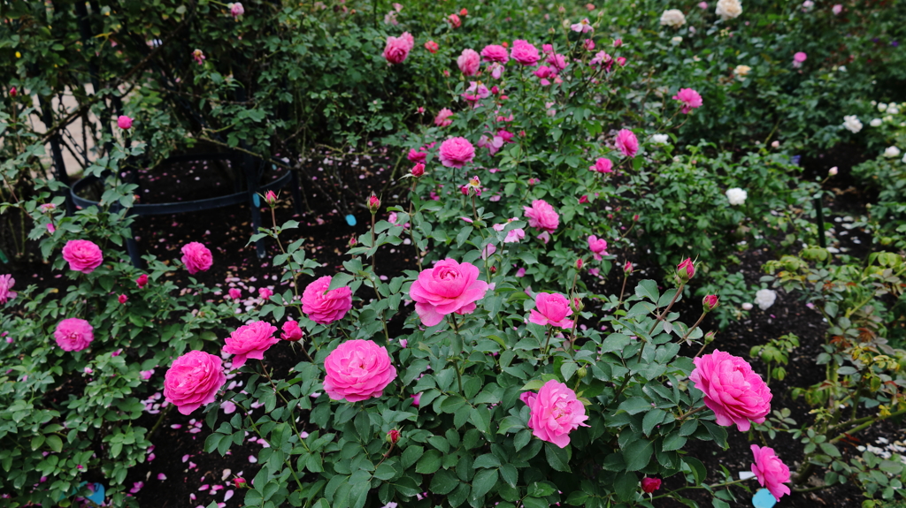 秋薔薇が綺麗でした