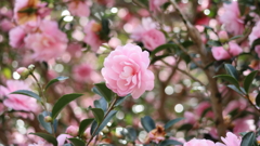 キラキラ山茶花