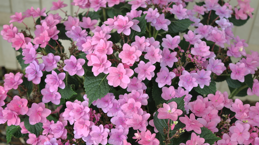桜のような