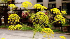 黄色の花火
