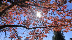 逆光が好きだ（まぶしいけど）