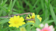 カマキリ