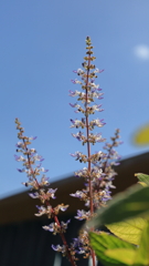 コリウスの花