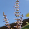 コリウスの花