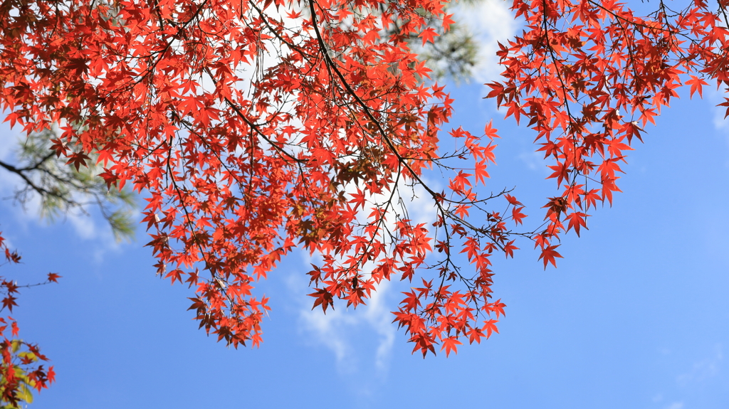 空を背景に